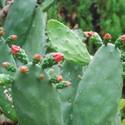Green pads on a mature cochineal nopal prickly pear cactus