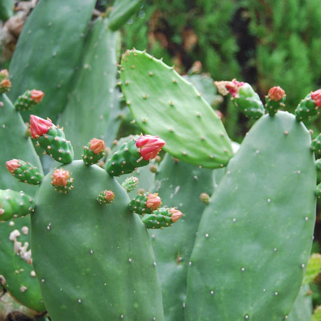 Green pads on a mature cochineal nopal prickly pear cactus