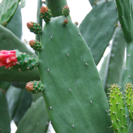 Reddish-pink bloom on a cochineal nopal prickly pear cactus