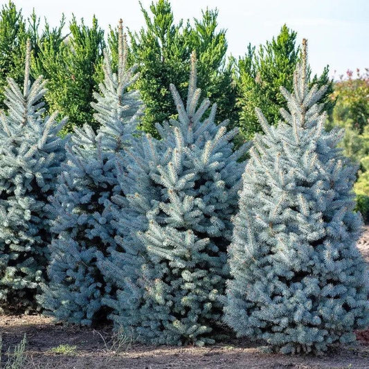 Colorado Blue Spruce Tree Seeds – Picea pungens Glauca - Seed World