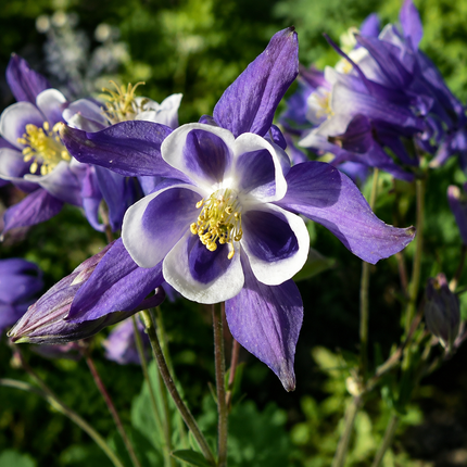 50 Columbine William Guinness Seeds