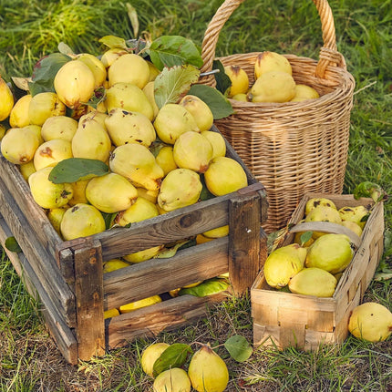 Golden common quince fruit (Cydonia oblonga) displayed in wooden crates