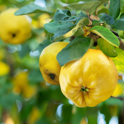Ripe yellow common quince fruit (Cydonia oblonga) on a leafy branch