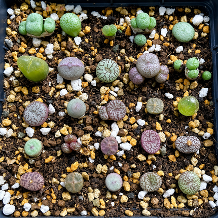 20 Rare Mix Conophytum Succulent Seeds