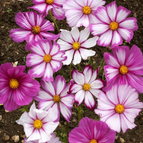 20 White And Pink Cosmos Seeds