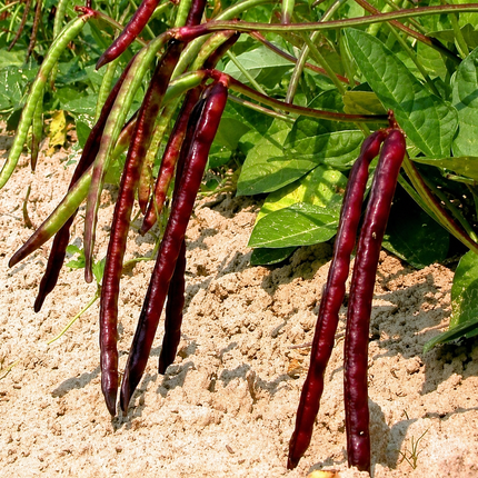 50 Cowpea Seeds - Pinkeye