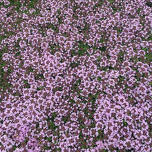 5000 Creeping Elfin Thyme Seeds