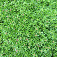 5000 Creeping Elfin Thyme Seeds