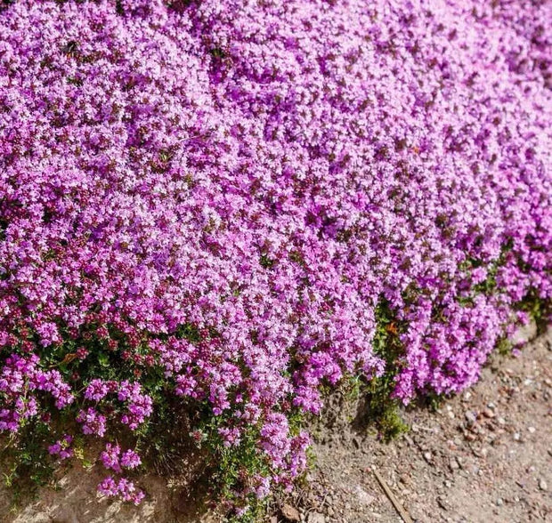 Banner image for: <h3>THYME SEEDS</h3>
