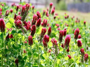 1200 Crimson Red Clover Seeds