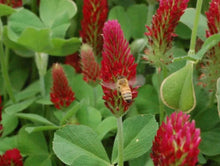 1200 Crimson Red Clover Seeds