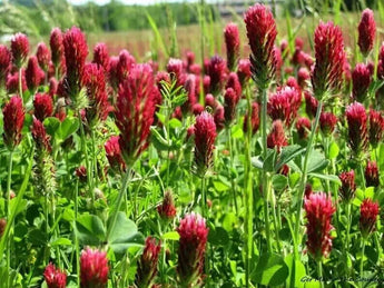 1200 Crimson Red Clover Seeds