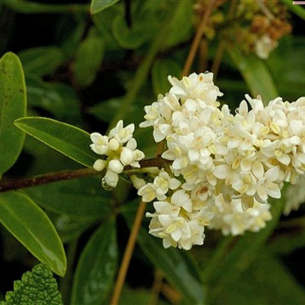 20 Privet (Ligustrum vulgare) Hedge Seeds – Fast-Growing Privacy Shrub - Seed World