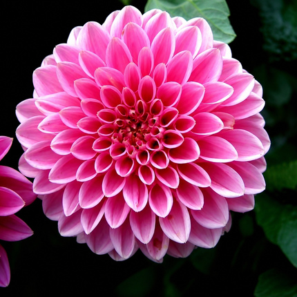 20 Dahlia Seeds - variant 13