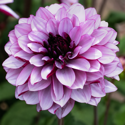20 Dahlia Seeds - variant 15