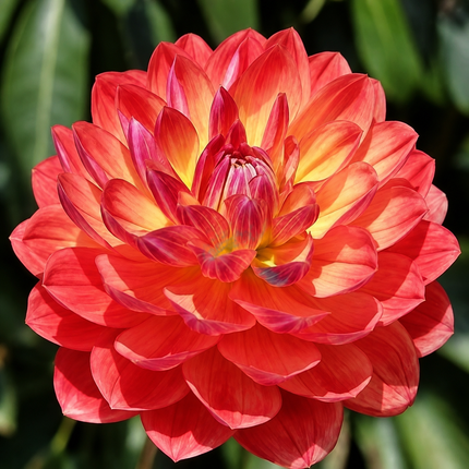 20 Dahlia Seeds - variant 2