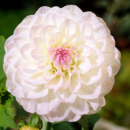 20 Dahlia Seeds - variant 8