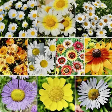 500 Daisy Crazy Seeds - Mix