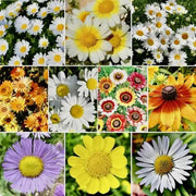 500 Daisy Crazy Seeds - Mix