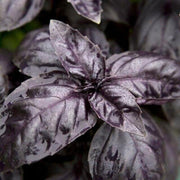 250 Dark Opal Purple Basil Seeds