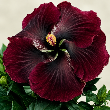 20 Dark Red Black Hibiscus Seeds