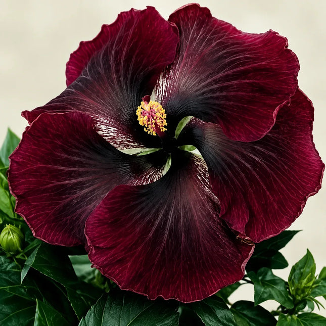 20 Dark Red Black Hibiscus Seeds