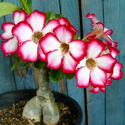 4 Desert Rose Seeds - Adenium Obesum - 12