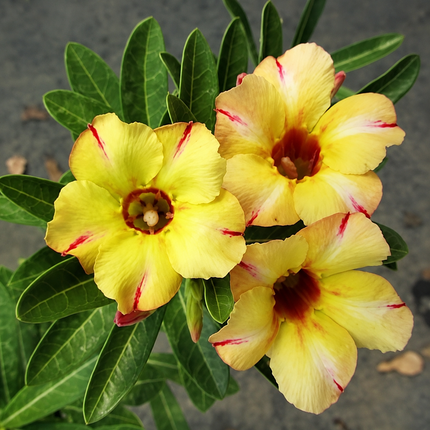 4 Desert Rose Seeds - Adenium Obesum - 13