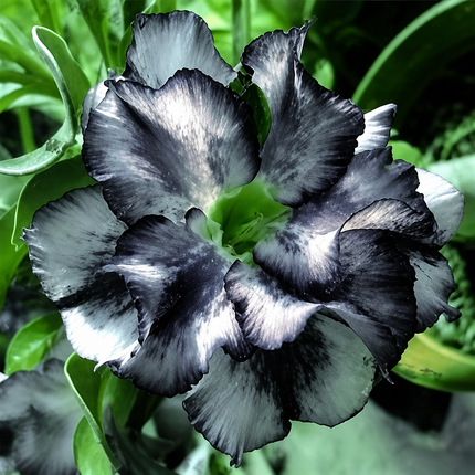 4 Desert Rose Seeds - Adenium Obesum - 14