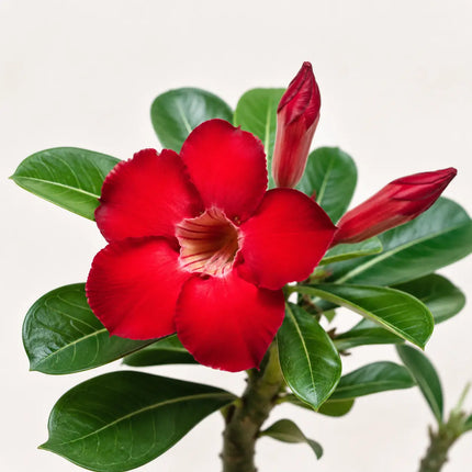 Desert Rose Adenium variant 1