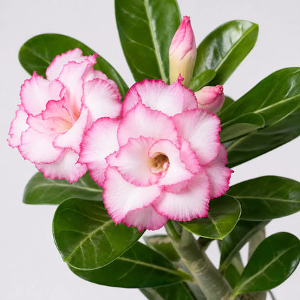 Desert Rose Adenium variant 3