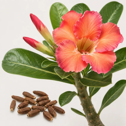 Desert Rose Adenium variant 5