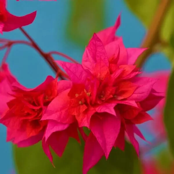1 Live Bougainvillea - Well Rooted - Starter  Plug