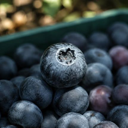 50 Dryland Blueberry Seeds
