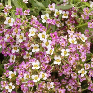 1000 Pink Dwarf Sweet Alyssum Seeds