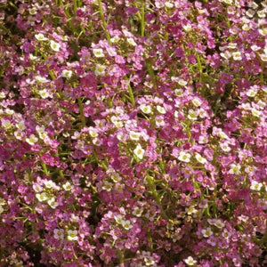 1000 Pink Dwarf Sweet Alyssum Seeds