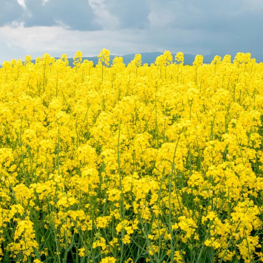 1000 Yellow Mustard - Brassica Alba Seeds