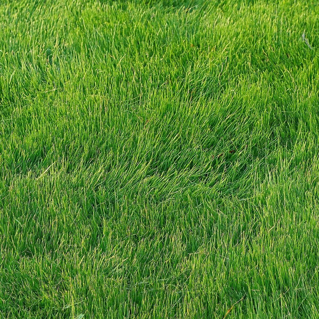 Emerald Zoysia Grass Seed - Lawn Grass 1/8 LB small pack - Seed World
