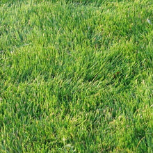 Top view of thick emerald zoysia grass lawn