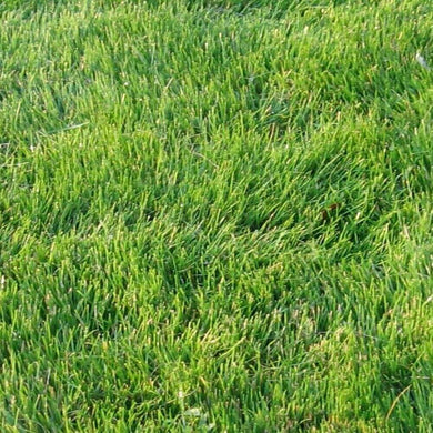 Top view of thick emerald zoysia grass lawn