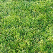 Top view of thick emerald zoysia grass lawn