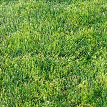 Top view of thick emerald zoysia grass lawn