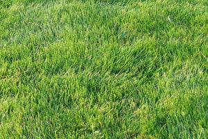 Emerald zoysia grass