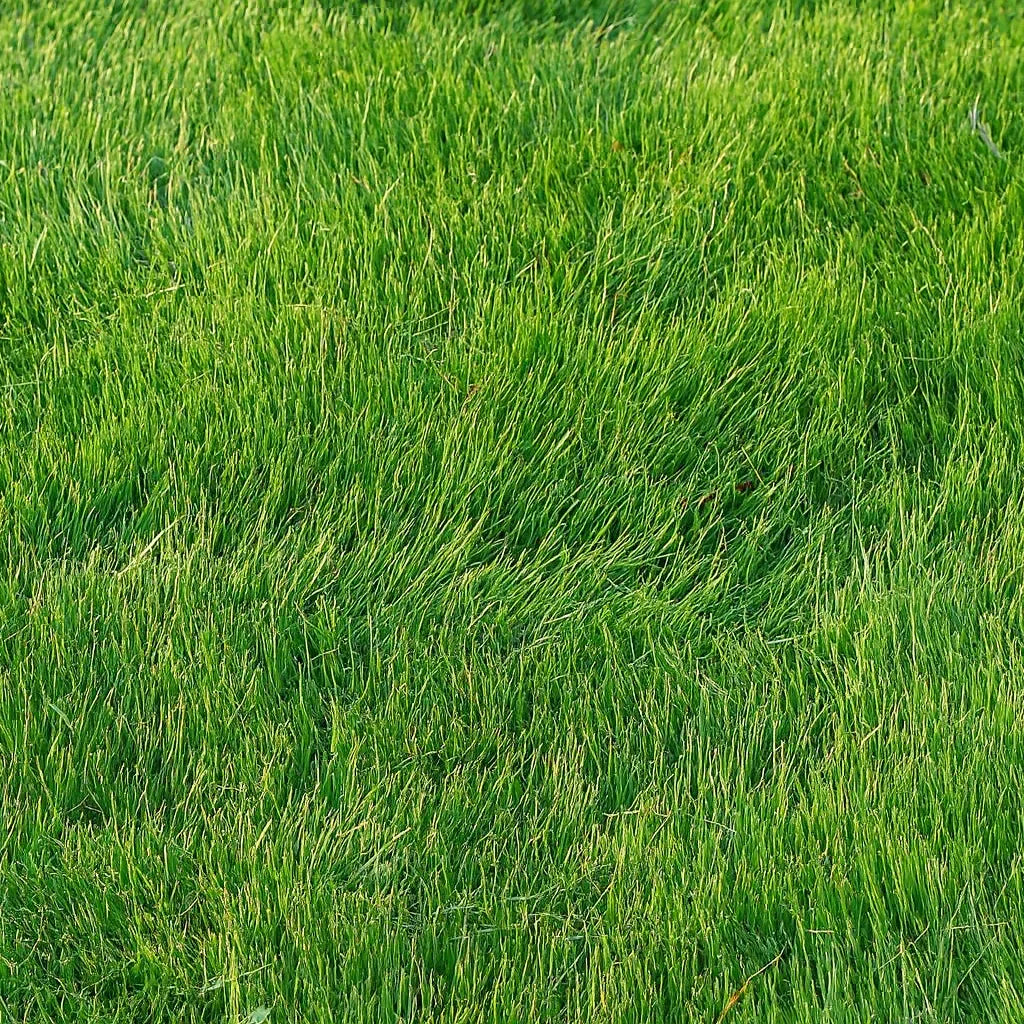 Top view of emerald zoysia grass lawn