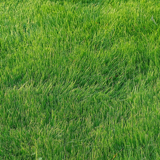 Top view of emerald zoysia grass lawn