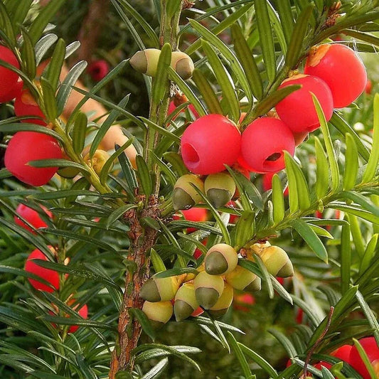 English Yew - Taxus baccata Tree Seeds - Seed World