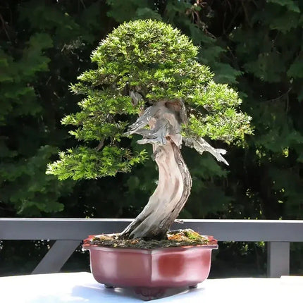 English Yew - Taxus baccata Tree Seeds - Seed World
