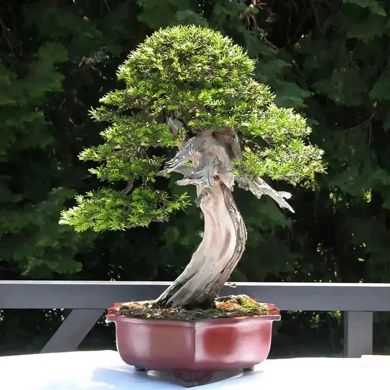 English Yew - Taxus baccata Tree Seeds - Seed World