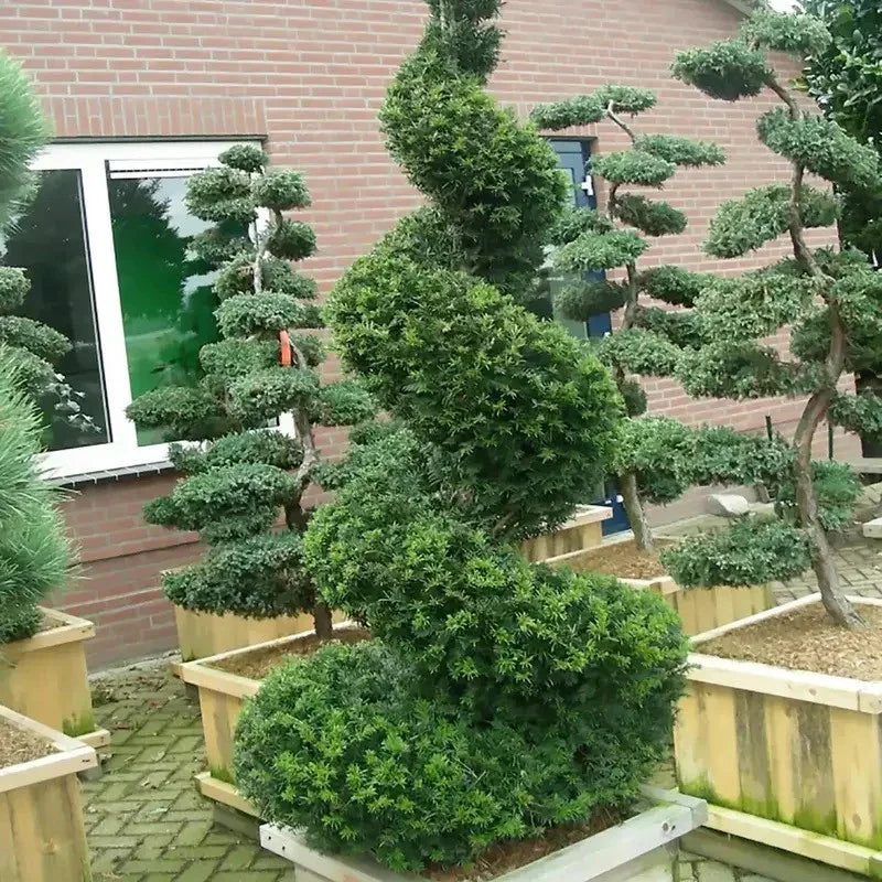 English Yew - Taxus baccata Tree Seeds - Seed World