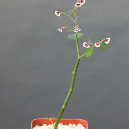 Euphorbia Guiengola Succulent Plant 2" (1 Rooted Piece) - Seed World